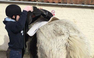 Equine students learn how to fit saddles at Fairfield Farm College