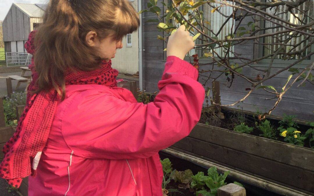 Foundation students make Fairfield chickens happy with enrichment activities