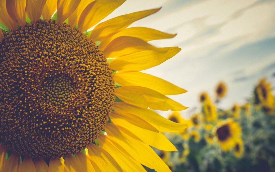 Enjoy Sunflower Picking at The Market Garden at Fairfield Farm College