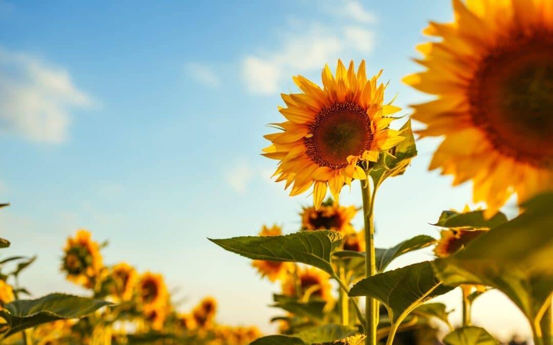 Pick Your Own at the Fairfield Market Garden – Tues 23rd August